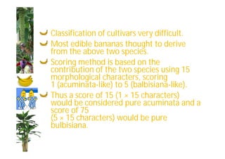 Classification of cultivars very difficult. 
Most edible bananas thought to derive 
from the above two species. 
Scoring method is based on the 
contribution of the two species using 15 
morphological characters, scoring 
1 (acuminata-like) to 5 (balbisiana-like). 
Thus a score of 15 (1 × 15 characters) 
would be considered pure acuminata and a 
score of 75 
(5 × 15 characters) would be pure 
bulbisiana. 
 