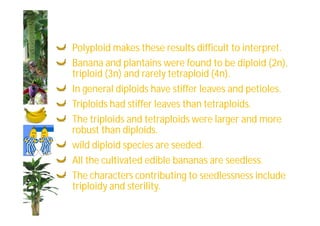 Polyploid makes these results difficult to interpret. 
Banana and plantains were found to be diploid (2n), 
triploid (3n) and rarely tetraploid (4n). 
In general diploids have stiffer leaves and petioles. 
Triploids had stiffer leaves than tetraploids. 
The triploids and tetraploids were larger and more 
robust than diploids. 
wild diploid species are seeded. 
All the cultivated edible bananas are seedless. 
The characters contributing to seedlessness include 
triploidy and sterility. 
 