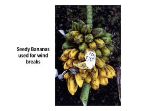 Seedy Bananas 
used for wind 
breaks 
 