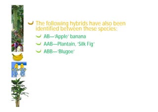 The following hybrids have also been 
identified between these species: 
AB—‘Apple’ banana 
AAB—Plantain, ‘Silk Fig’ 
ABB—‘Blugoe’ 
 