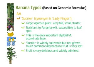 Banana Types (Based on Genomic Formulas) 
AA 
‘Sucrier’ (synonym is ‘Lady Finger’). 
Large vigorous plant, very tall, small cluster. 
Resistant to Panama wilt, susceptible to leaf 
spot. 
This is the only important diploid M. 
acuminata type. 
‘Sucrier’ is widely cultivated but not grown 
much commercially because fruit is very soft. 
Fruit is very delicious and widely admired. 
 