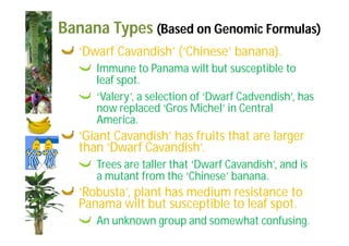Banana Types (Based on Genomic Formulas) 
‘Dwarf Cavandish’ (‘Chinese’ banana). 
Immune to Panama wilt but susceptible to 
leaf spot. 
‘Valery’, a selection of ‘Dwarf Cadvendish’, has 
now replaced ‘Gros Michel’ in Central 
America. 
‘Giant Cavandish’ has fruits that are larger 
than ‘Dwarf Cavandish’. 
Trees are taller that ‘Dwarf Cavandish’, and is 
a mutant from the ‘Chinese’ banana. 
‘Robusta’, plant has medium resistance to 
Panama wilt but susceptible to leaf spot. 
An unknown group and somewhat confusing. 
 