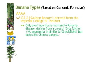 Banana Types (Based on Genomic Formulas) 
AAAA 
ICT-2 (‘Golden Beauty’) derived from the 
Imperial College of Trinidad. 
Only bred type that is resistant to Panama 
disease; derives from a cross of ‘Gros Michel’ 
× M. acuminata; is similar to ‘Gros Michel’ but 
tastes like Chinese banana. 
 