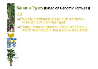 Banana Types (Based on Genomic Formulas) 
AB 
Widely distributed group; high resistance 
to Panama wilt and leaf spot. 
‘Apple’ banana (known in Brazil as ‘Macá’— 
which means apple; has a apple-like flavor). 
 