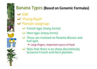 Banana Types (Based on Genomic Formulas) 
AAB 
‘Pisang Rajah’ 
Plantain subgroup: 
French type (many forms) 
Horn type (many forms) 
These are resistant to Panama disease and 
leaf spot. 
Large fingers, important source of food. 
Note that there is no sharp discontinuity 
between French and Horn plantain. 
 