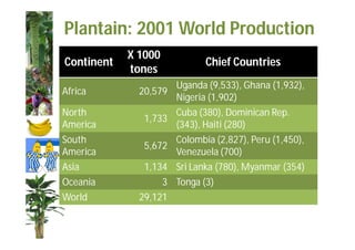 Plantain: 2001 World Production 
Continent X 1000 
tones Chief Countries 
Africa 20,579 Uganda (9,533), Ghana (1,932), 
Nigeria (1,902) 
North 
America 1,733 Cuba (380), Dominican Rep. 
(343), Haiti (280) 
South 
America 5,672 Colombia (2,827), Peru (1,450), 
Venezuela (700) 
Asia 1,134 Sri Lanka (780), Myanmar (354) 
Oceania 3 Tonga (3) 
World 29,121 
 