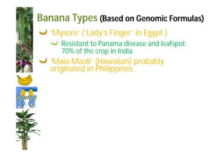 Banana Types (Based on Genomic Formulas) 
‘Mysore’ (‘Lady’s Finger’ in Egypt.) 
Resistant to Panama disease and leafspot; 
70% of the crop in India. 
‘Maia Maoli’ (Hawaiian) probably 
originated in Philippines. 
 