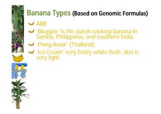 Banana Types (Based on Genomic Formulas) 
ABB 
‘Bluggoe’ is the starch cooking banana in 
Samoa, Philippines, and southern India. 
‘Piang Awak’ (Thailand) 
‘Ice Cream’ very frosty white flesh, skin is 
very light. 
 
