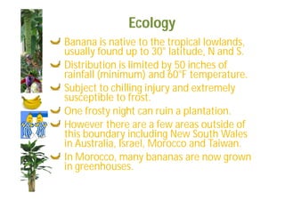 Ecology 
Banana is native to the tropical lowlands, 
usually found up to 30° latitude, N and S. 
Distribution is limited by 50 inches of 
rainfall (minimum) and 60°F temperature. 
Subject to chilling injury and extremely 
susceptible to frost. 
One frosty night can ruin a plantation. 
However there are a few areas outside of 
this boundary including New South Wales 
in Australia, Israel, Morocco and Taiwan. 
In Morocco, many bananas are now grown 
in greenhouses. 
 