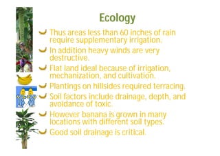 Ecology 
Thus areas less than 60 inches of rain 
require supplementary irrigation. 
In addition heavy winds are very 
destructive. 
Flat land ideal because of irrigation, 
mechanization, and cultivation. 
Plantings on hillsides required terracing. 
Soil factors include drainage, depth, and 
avoidance of toxic. 
However banana is grown in many 
locations with different soil types. 
Good soil drainage is critical. 
 