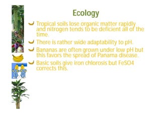 Ecology 
Tropical soils lose organic matter rapidly 
and nitrogen tends to be deficient all of the 
time. 
There is rather wide adaptability to pH. 
Bananas are often grown under low pH but 
this favors the spread of Panama disease. 
Basic soils give iron chlorosis but FeSO4 
corrects this. 
 