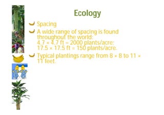 Ecology 
Spacing 
A wide range of spacing is found 
throughout the world: 
4.7 × 4.7 ft = 2000 plants/acre; 
17.5 × 17.5 ft = 150 plants/acre. 
Typical plantings range from 8 × 8 to 11 × 
11 feet. 
 