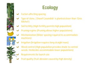 Ecology 
Factors affecting spacing: 
Type of clone, (‘Dwarf Cavandish’ is planted closer than ‘Gros 
Michel’) 
Soil fertility (High fertility permits high population) 
Pruning regime (Pruning allows higher populations) 
Mechanization (Wider spacing required to accommodate 
machines) 
Irrigation (Irrigation requires long straight rows) 
Weed control (High population provides shade to control 
weeds. Herbicides accommodate lower populations) 
Requirements for bunch size 
Fruit quality (fruit abrasion caused by high density) 
 