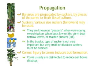 Propagation 
Bananas are propagated by suckers, by pieces 
of the corm, or from tissue culture. 
Suckers: Various size suckers (followers) may 
be used. 
They are known as “peepers” when very young, 
sword suckers when buds low on the corm bear 
narrow leaves, or maiden suckers (tall). 
In the tropics, type of sucker is not very 
important but very small or diseased suckers 
must be avoided. 
Corms: Injury to corms induces bud formation. 
Corns usually are disinfected to reduce soil borne 
diseases. 
 