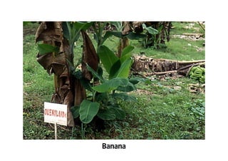 Banana 
 