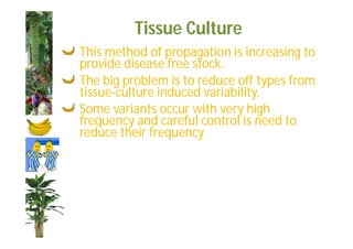 Tissue Culture 
This method of propagation is increasing to 
provide disease free stock. 
The big problem is to reduce off types from 
tissue-culture induced variability. 
Some variants occur with very high 
frequency and careful control is need to 
reduce their frequency 
 