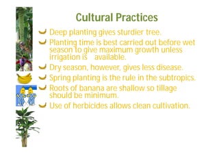 Cultural Practices 
Deep planting gives sturdier tree. 
Planting time is best carried out before wet 
season to give maximum growth unless 
irrigation is available. 
Dry season, however, gives less disease. 
Spring planting is the rule in the subtropics. 
Roots of banana are shallow so tillage 
should be minimum. 
Use of herbicides allows clean cultivation. 
 