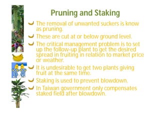 Pruning and Staking 
The removal of unwanted suckers is know 
as pruning. 
These are cut at or below ground level. 
The critical management problem is to set 
up the follow-up plant to get the desired 
spread in fruiting in relation to market price 
or weather. 
It is undesirable to get two plants giving 
fruit at the same time. 
Staking is used to prevent blowdown. 
In Taiwan government only compensates 
staked field after blowdown. 
 