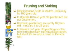 Pruning and Staking 
Oldest banana fields in Madras, India may 
be 100 years old. 
In Uganda 40 to 60 year old plantations are 
not uncommon. 
Honduras plantations are rarely 40 years 
old., most are 5 to 25 years. 
In Jamaica 5–6 year old plantings are the 
rule in mechanically cultivated plantations, 
but short life are also a result of Panama 
wilt. 
 