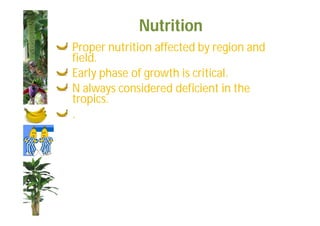 Nutrition 
Proper nutrition affected by region and 
field. 
Early phase of growth is critical. 
N always considered deficient in the 
tropics. 
. 
 