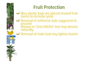 Fruit Protection 
Blue plastic bags are placed around fruit 
stems to increase yield. 
Removal of withered style suggested to 
prevent 
disease in ‘Gros Michel’ but may abscise 
naturally. 
Removal of male bud may lighten bunch 
 