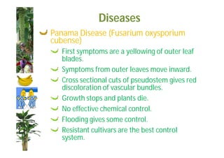 Diseases 
Panama Disease (Fusarium oxysporium 
cubense) 
First symptoms are a yellowing of outer leaf 
blades. 
Symptoms from outer leaves move inward. 
Cross sectional cuts of pseudostem gives red 
discoloration of vascular bundles. 
Growth stops and plants die. 
No effective chemical control. 
Flooding gives some control. 
Resistant cultivars are the best control 
system. 
 