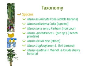 Taxonomy 
Species 
Musa acuminata Colla (edible banana) 
Musa balbisiana Colla (banana) 
Musa nana sensu Parham (non Lour) 
Musa ×paradisiaca L. (pro sp.) (French 
plantain) 
Musa textilis Nee (abaca) 
Musa troglodytarum L. (fe'i banana) 
Musa velutina H. Wendl. & Drude (hairy 
banana) 
 
