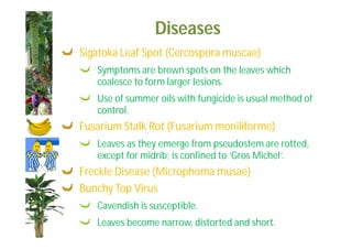 Diseases 
Sigatoka Leaf Spot (Cercospora muscae) 
Symptoms are brown spots on the leaves which 
coalesce to form larger lesions. 
Use of summer oils with fungicide is usual method of 
control. 
Fusarium Stalk Rot (Fusarium moniliforme) 
Leaves as they emerge from pseudostem are rotted, 
except for midrib; is confined to ‘Gros Michel’. 
Freckle Disease (Microphoma musae) 
Bunchy Top Virus 
Cavendish is susceptible. 
Leaves become narrow, distorted and short. 
 