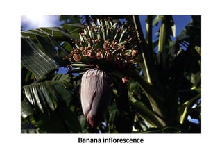 Banana inflorescence 
 