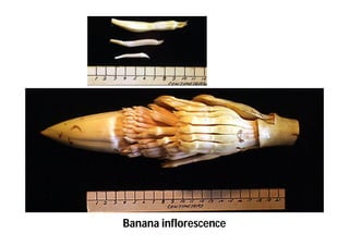 Banana inflorescence 
 