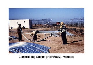 Constructing banana greenhouse, Morocco 
 