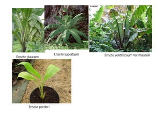 Ensete glaucum Ensete Ensete superbum ventricosum var maurelii 
Ensete perrieri 
 