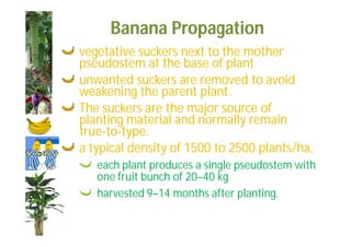 Banana Propagation 
vegetative suckers next to the mother 
pseudostem at the base of plant 
unwanted suckers are removed to avoid 
weakening the parent plant. 
The suckers are the major source of 
planting material and normally remain 
true-to-type. 
a typical density of 1500 to 2500 plants/ha, 
each plant produces a single pseudostem with 
one fruit bunch of 20–40 kg 
harvested 9–14 months after planting. 
 
