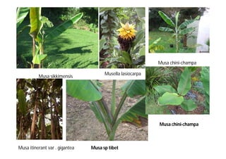 Musa sikkimensis Musella lasiocarpa 
Musa chini-champa 
Musa itinerant var . gigantea Musa sp tibet 
Musa chini-champa 
 