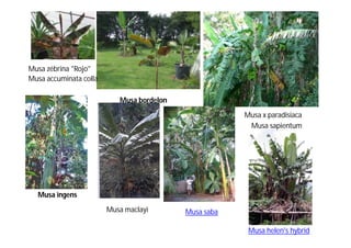 Musa zébrina "Rojo" 
Musa bordelon 
Musa x paradisiaca 
Musa ingens 
Musa maclayi Musa saba 
Musa sapientum 
Musa helen's hybrid 
Musa accuminata colla 
 