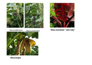 Musa balbisiana Musa acuminata Musa acuminata " siam ruby" 
Musa basjoo 
