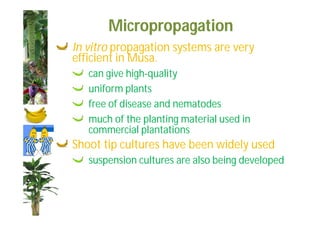 Micropropagation 
In vitro propagation systems are very 
efficient in Musa. 
can give high-quality 
uniform plants 
free of disease and nematodes 
much of the planting material used in 
commercial plantations 
Shoot tip cultures have been widely used 
suspension cultures are also being developed 
 