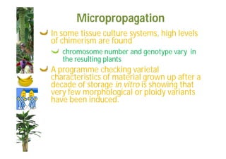 Micropropagation 
In some tissue culture systems, high levels 
of chimerism are found 
chromosome number and genotype vary in 
the resulting plants 
A programme checking varietal 
characteristics of material grown up after a 
decade of storage in vitro is showing that 
very few morphological or ploidy variants 
have been induced. 
 
