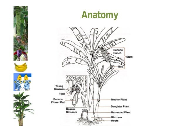 suspension culture in plant tissue culture Plant tissue culture: current status and opportunities some of the secondary plant products obtained from cell suspension culture of various plants are. suspension culture in plant tissue culture Plant tissue culture: current status and opportunities some of the secondary plant products obtained from cell suspension culture of various plants are.