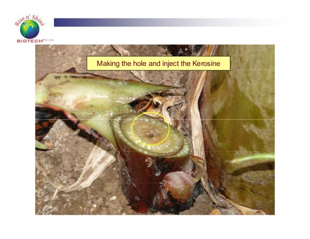 site sucker download