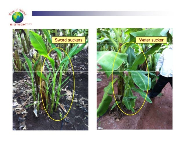 Banana sucker selection