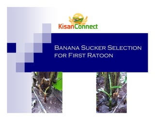 Banana Sucker Selection
for First Ratoon
 