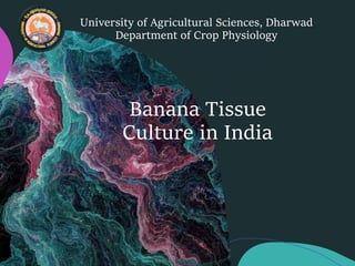 Banana Tissue
Culture in India
University of Agricultural Sciences, Dharwad
Department of Crop Physiology
 