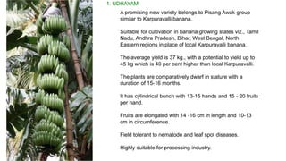 A promising new variety belongs to Pisang Awak group
similar to Karpuravalli banana.
Suitable for cultivation in banana growing states viz., Tamil
Nadu, Andhra Pradesh, Bihar, West Bengal, North
Eastern regions in place of local Karpuravalli banana.
The average yield is 37 kg., with a potential to yield up to
45 kg which is 40 per cent higher than local Karpuravalli.
The plants are comparatively dwarf in stature with a
duration of 15-16 months.
It has cylindrical bunch with 13-15 hands and 15 - 20 fruits
per hand.
Fruits are elongated with 14 -16 cm in length and 10-13
cm in circumference.
Field tolerant to nematode and leaf spot diseases.
Highly suitable for processing industry.
1. UDHAYAM
 