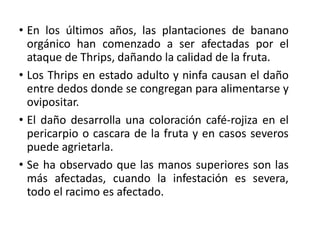 • En los últimos años, las plantaciones de banano
orgánico han comenzado a ser afectadas por el
ataque de Thrips, dañando la calidad de la fruta.
• Los Thrips en estado adulto y ninfa causan el daño
entre dedos donde se congregan para alimentarse y
ovipositar.
• El daño desarrolla una coloración café-rojiza en el
pericarpio o cascara de la fruta y en casos severos
puede agrietarla.
• Se ha observado que las manos superiores son las
más afectadas, cuando la infestación es severa,
todo el racimo es afectado.
 