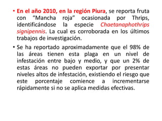• En el año 2010, en la región Piura, se reporta fruta
con “Mancha roja” ocasionada por Thrips,
identificándose la especie Chaetanaphothrips
signipennis. La cual es corroborada en los últimos
trabajos de investigación.
• Se ha reportado aproximadamente que el 98% de
las áreas tienen esta plaga en un nivel de
infestación entre bajo y medio, y que un 2% de
estas áreas no pueden exportar por presentar
niveles altos de infestación, existiendo el riesgo que
este porcentaje comience a incrementarse
rápidamente si no se aplica medidas efectivas.
 