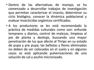 • Dentro de las alternativas de manejo, se ha
comenzado a desarrollar trabajos de investigación
que permitan caracterizar el insecto, determinar su
ciclo biológico, conocer la dinámica poblacional y
evaluar insecticidas orgánicos certificados.
• A los productores se les está recomendado la
práctica de medidas culturales como son: enfunde
temprano y diarios, control de malezas, limpieza al
pie de planta y deshoje, buscando una mayor
penetración de luz que afecte al Thrips en su estado
de pupa y pre pupa; las bellotas y flores eliminadas
no deben de ser colocadas en el suelo y en algunos
casos se está aplicando pulverizaciones de una
solución de cal y azufre micronizado.
 