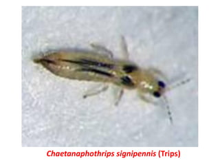Chaetanaphothrips signipennis (Trips)
 
