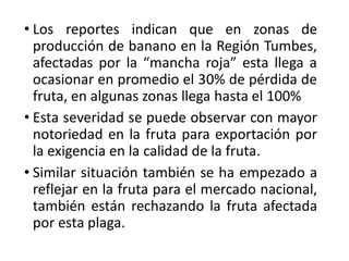 • Los reportes indican que en zonas de
producción de banano en la Región Tumbes,
afectadas por la “mancha roja” esta llega a
ocasionar en promedio el 30% de pérdida de
fruta, en algunas zonas llega hasta el 100%
• Esta severidad se puede observar con mayor
notoriedad en la fruta para exportación por
la exigencia en la calidad de la fruta.
• Similar situación también se ha empezado a
reflejar en la fruta para el mercado nacional,
también están rechazando la fruta afectada
por esta plaga.
 