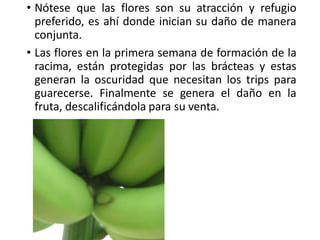 • Nótese que las flores son su atracción y refugio
preferido, es ahí donde inician su daño de manera
conjunta.
• Las flores en la primera semana de formación de la
racima, están protegidas por las brácteas y estas
generan la oscuridad que necesitan los trips para
guarecerse. Finalmente se genera el daño en la
fruta, descalificándola para su venta.
 